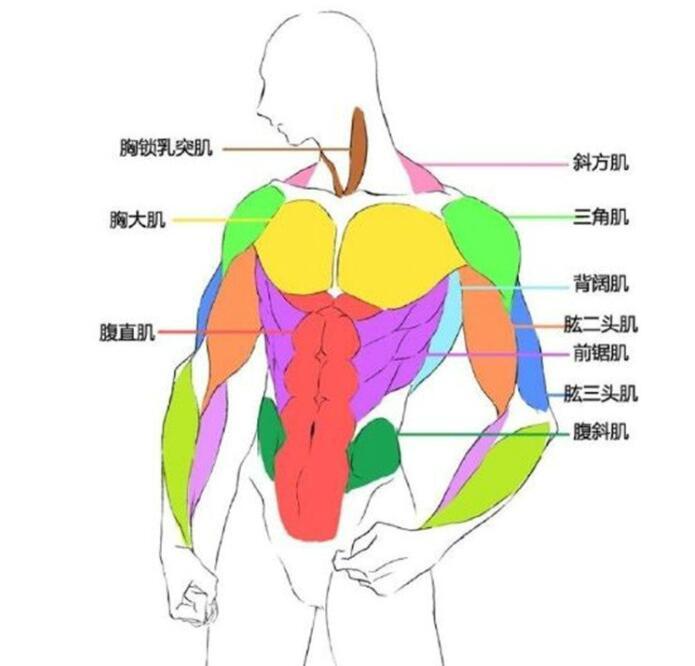 肌肉背部画法,肌肉背部画法与创新性执行策略规划，特供款47.95与46的启示,时代资料解释落实_静态版6.21