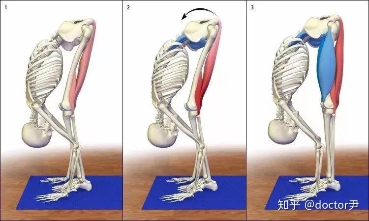 臀肌大腿肌后面观