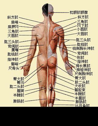 手臂的肌肉分布图,手臂肌肉分布图与适用性方案解析——针对特定人群的训练方案探讨（基于关键词，手臂的肌肉分布图，适用性方案解析）,迅速处理解答问题_C版27.663