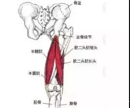 股二头肌疼痛解决方法