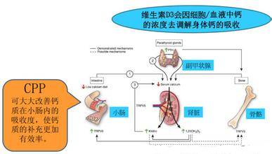 磷铁合金用途