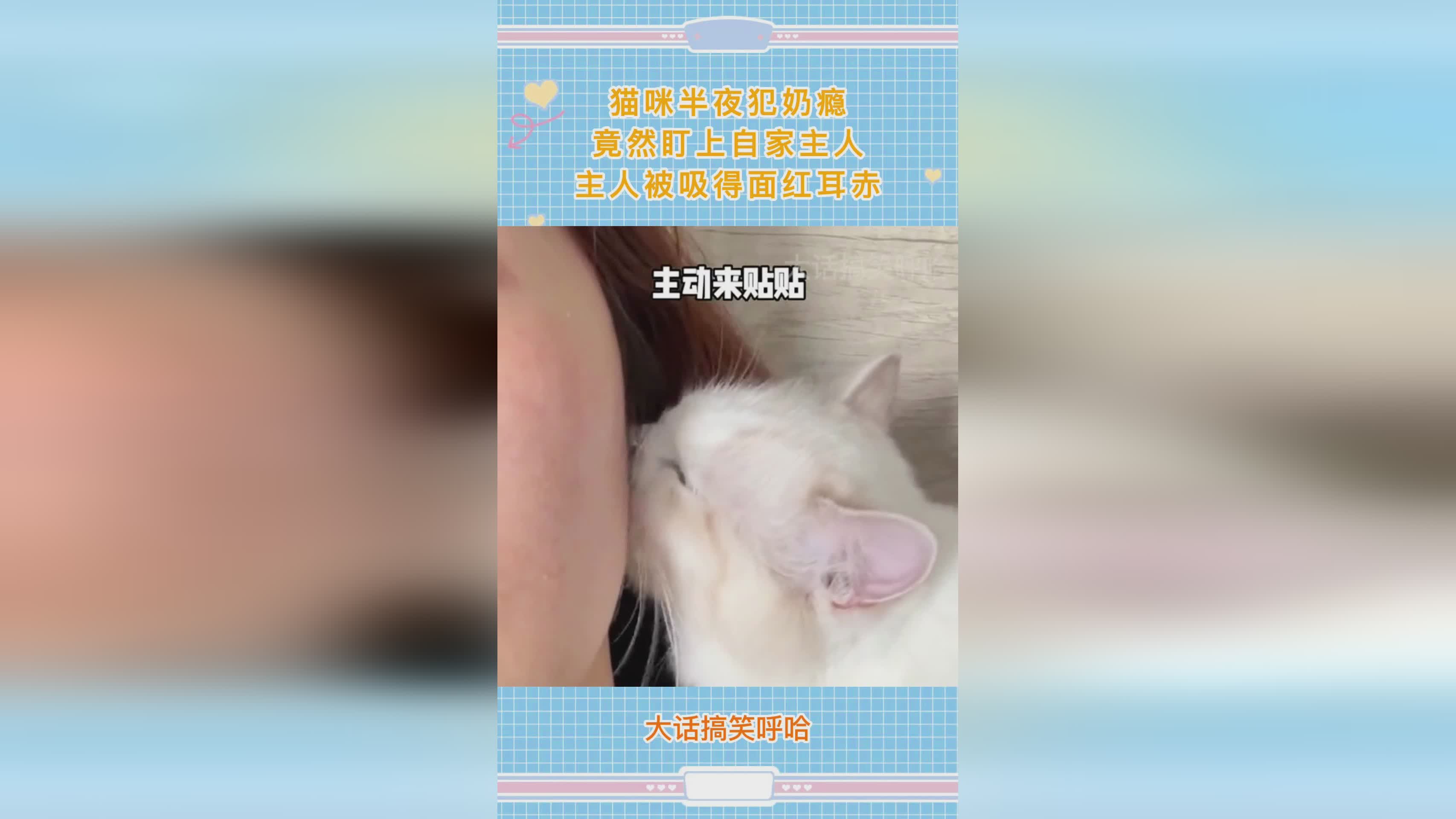 猫：大半夜人瘾犯了