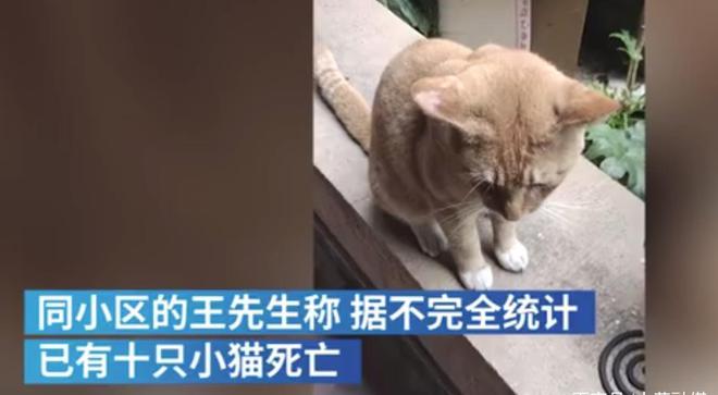 小区物业投毒捕杀流浪猫？物业回应