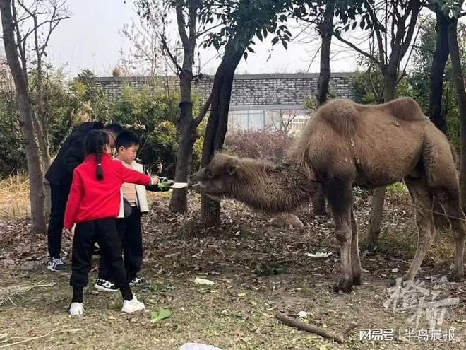 杭州一高架桥下拴了只骆驼