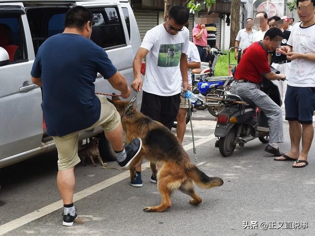 西安4岁男童遭恶犬袭击致昏迷