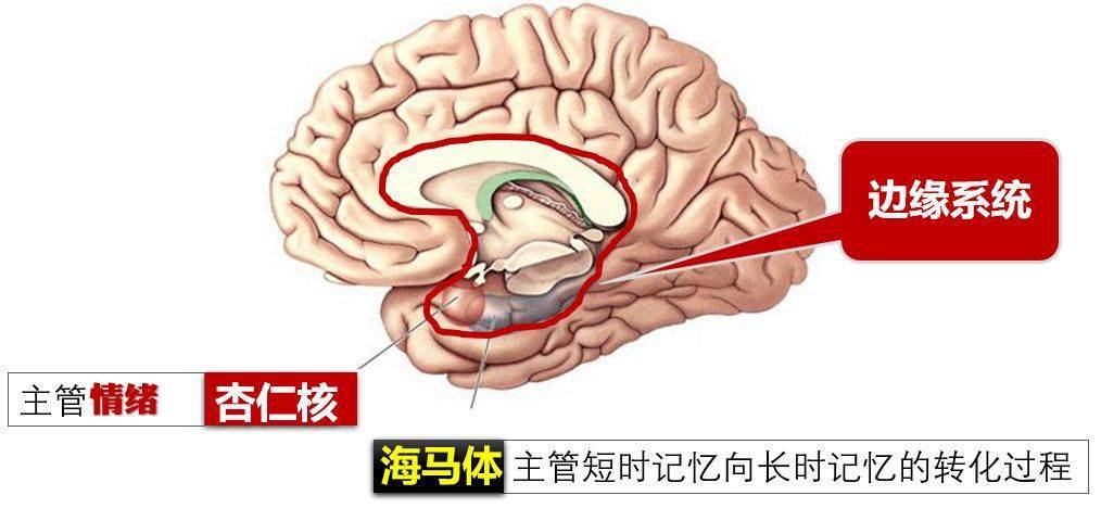 泪点低可能是大脑神经太发达