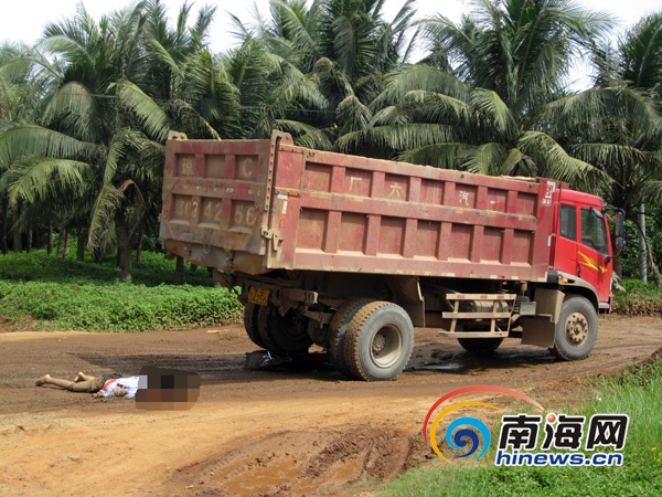 被大货车压死的狼无法判断是网红狼