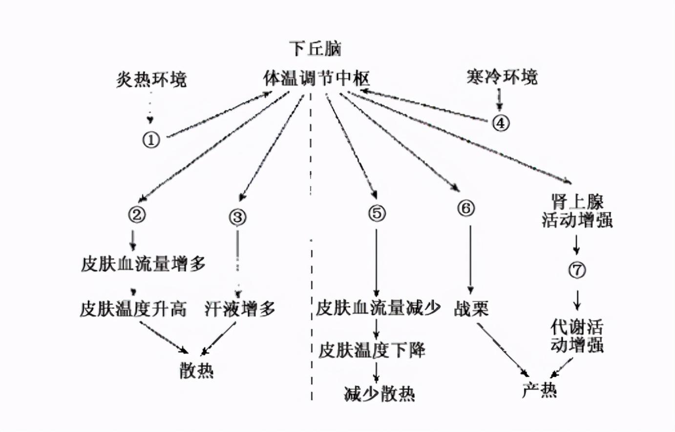 发烧是人体自带的体温调节系统